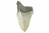 Partial, Fossil Megalodon Tooth - Serrated Blade #273046-1